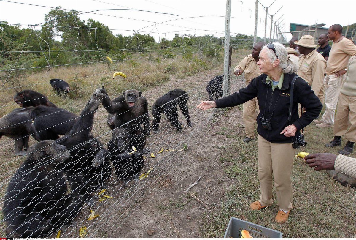 Jane Goodall, morta a 91 anni la pioniera che cambiò per sempre il rapporto tra uomo e scimpanzé