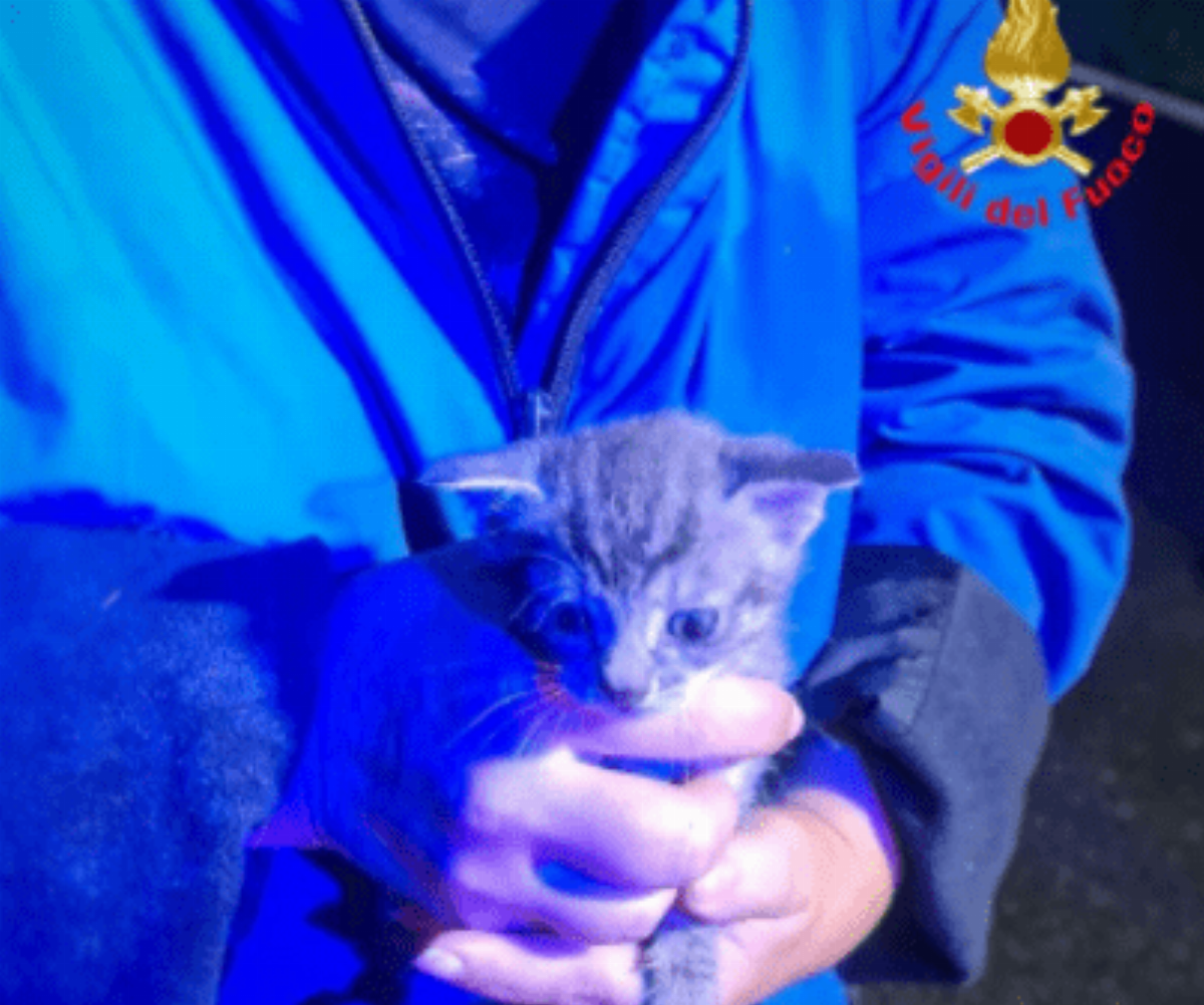 Gattino di 20 giorni chiuso in un sacchetto e gettato nella campana del vetro: salvato dai vigili del fuoco