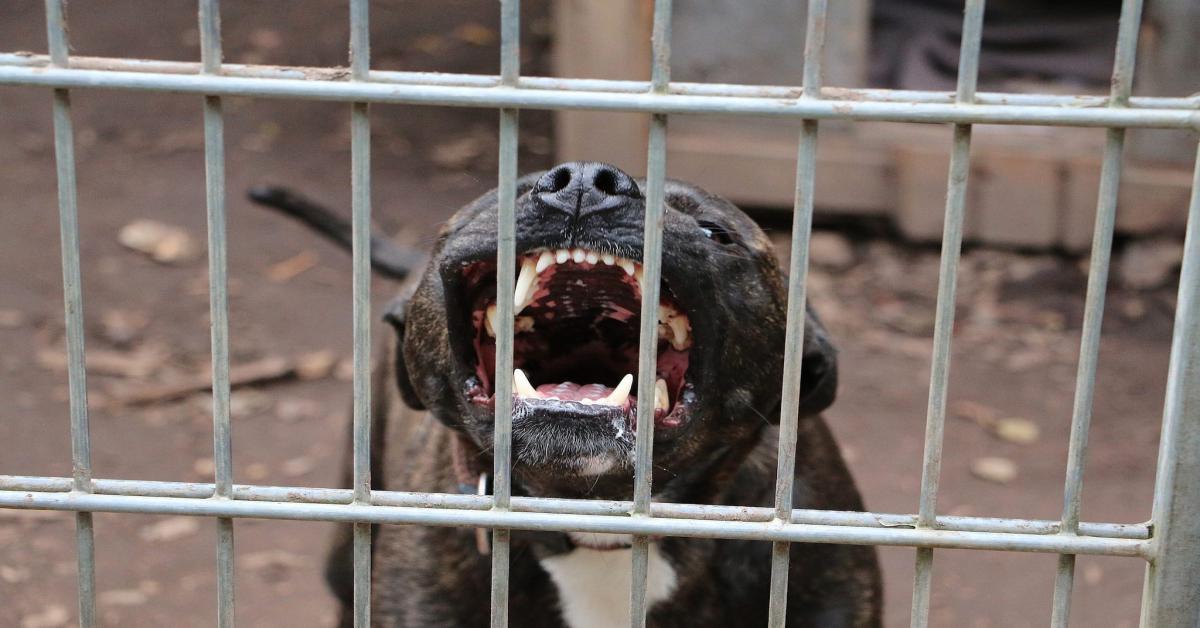 Eboli: pitbull uccidono bambino di 13 mesi strappandolo dalle braccia dello zio