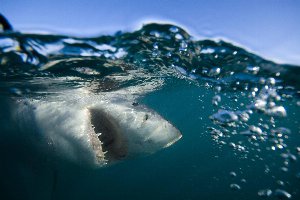 australia surfista