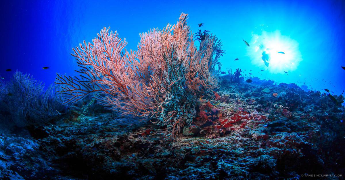 Clima - Wwf: Ridurre stress su barriere coralline ed emissioni gas serra