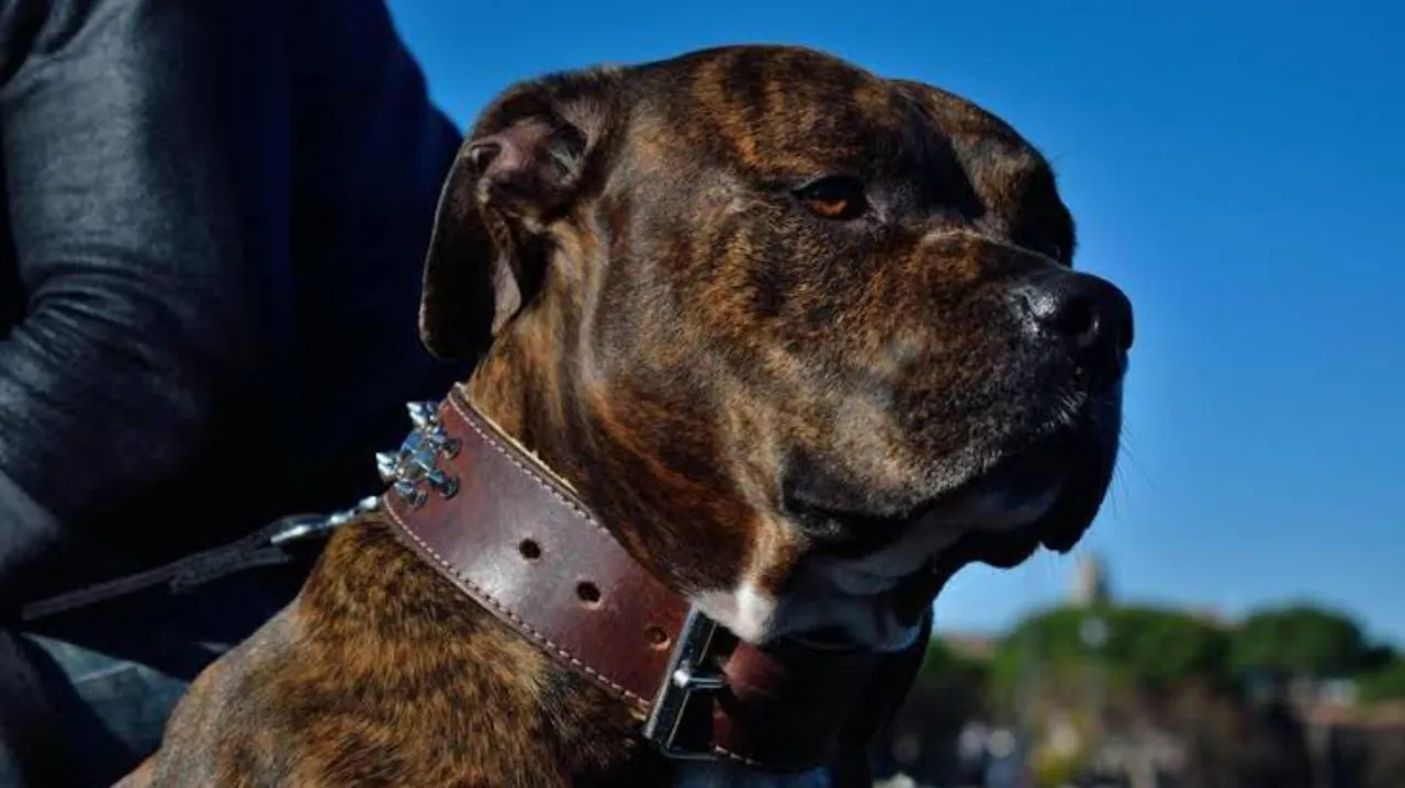 Cormons, donna di 49 anni aggredita dai suoi cani in casa: trasportata in elicottero a Udine