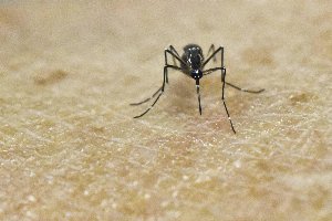 chikungunya arriva chikungunya arriva