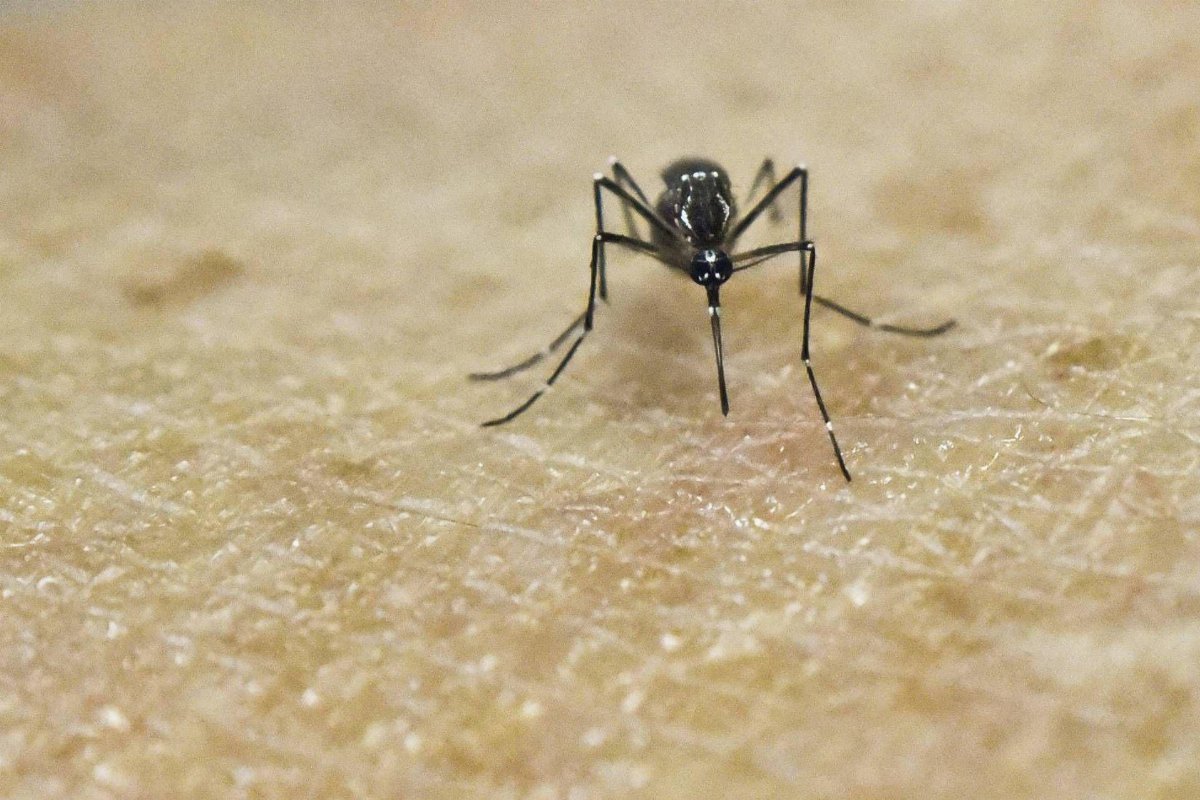Chikungunya, arriva in Italia il primo vaccino dal 30 ottobre Chikungunya, arriva in Italia il primo vaccino dal 30 ottobre