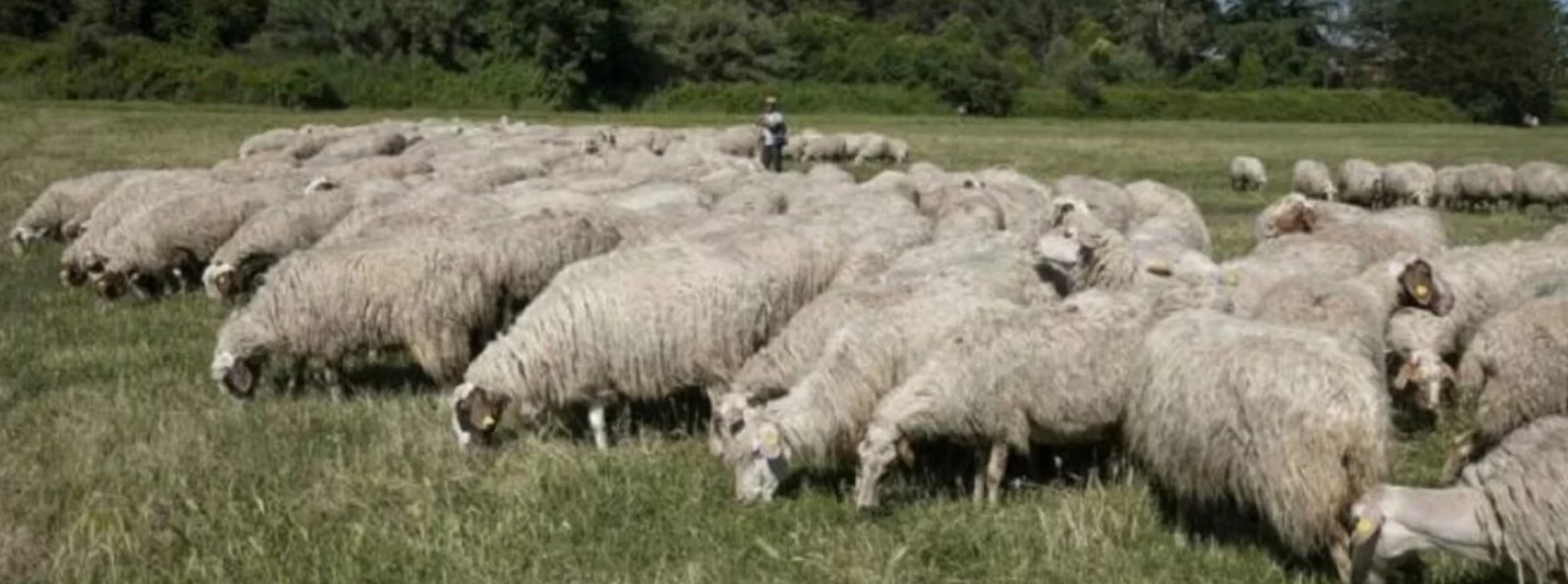 pecore strafumate