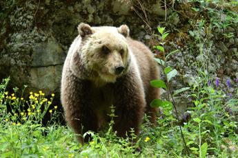 Incontro insolito con un orso nella splendida Valtellina: un