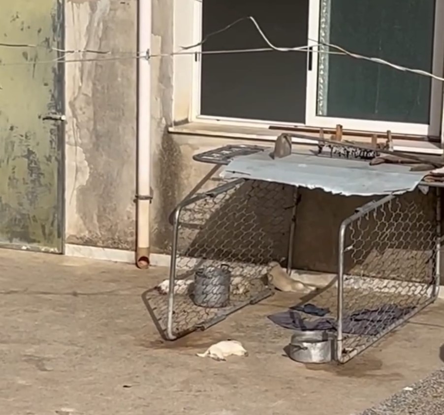 Sciacca, nove cani abbandonati sul terrazzo al sole: morti quattro cuccioli Sciacca, nove cani abbandonati sul terrazzo al sole: morti quattro cuccioli