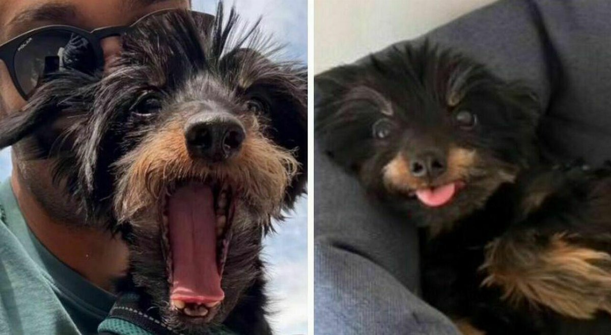 Pepe, cane di 13 anni lanciato nei garage a Udine: muore dopo una caduta di quattro metri