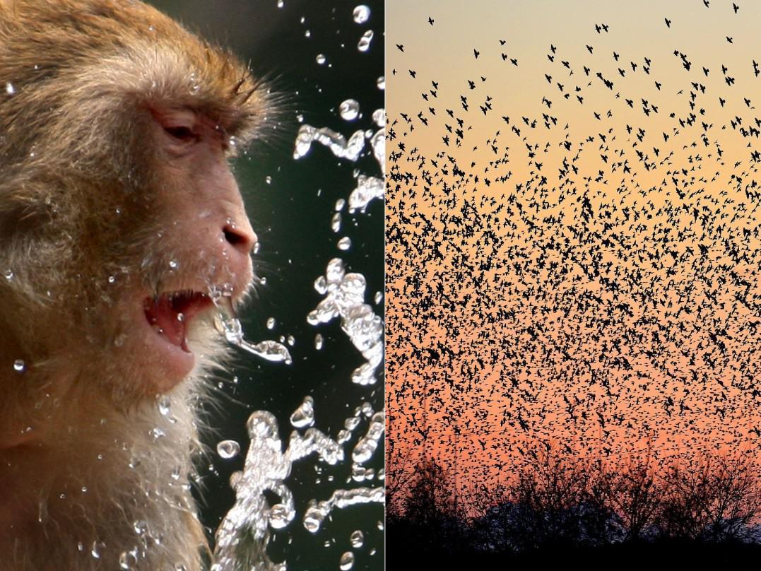 animali alcol animali alcol