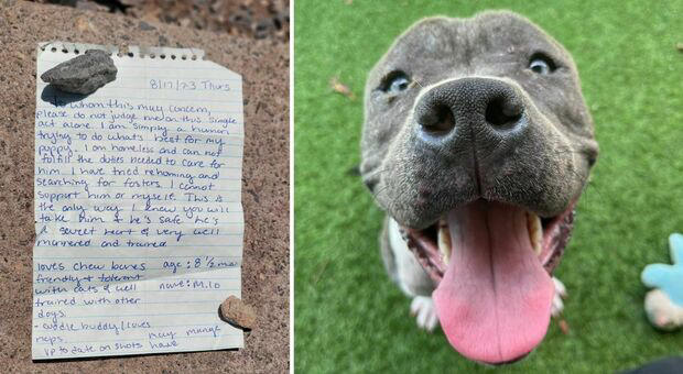 Il Toccante Gesto di un Rifugio di Animali verso il Padrone di Milo