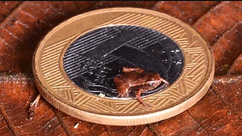 scoperta rana Scoperta la Rana più Piccola del Mondo: Brachycephalus pulex entra nel Guinness dei Primati