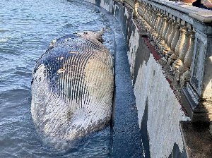 livorno carcassa