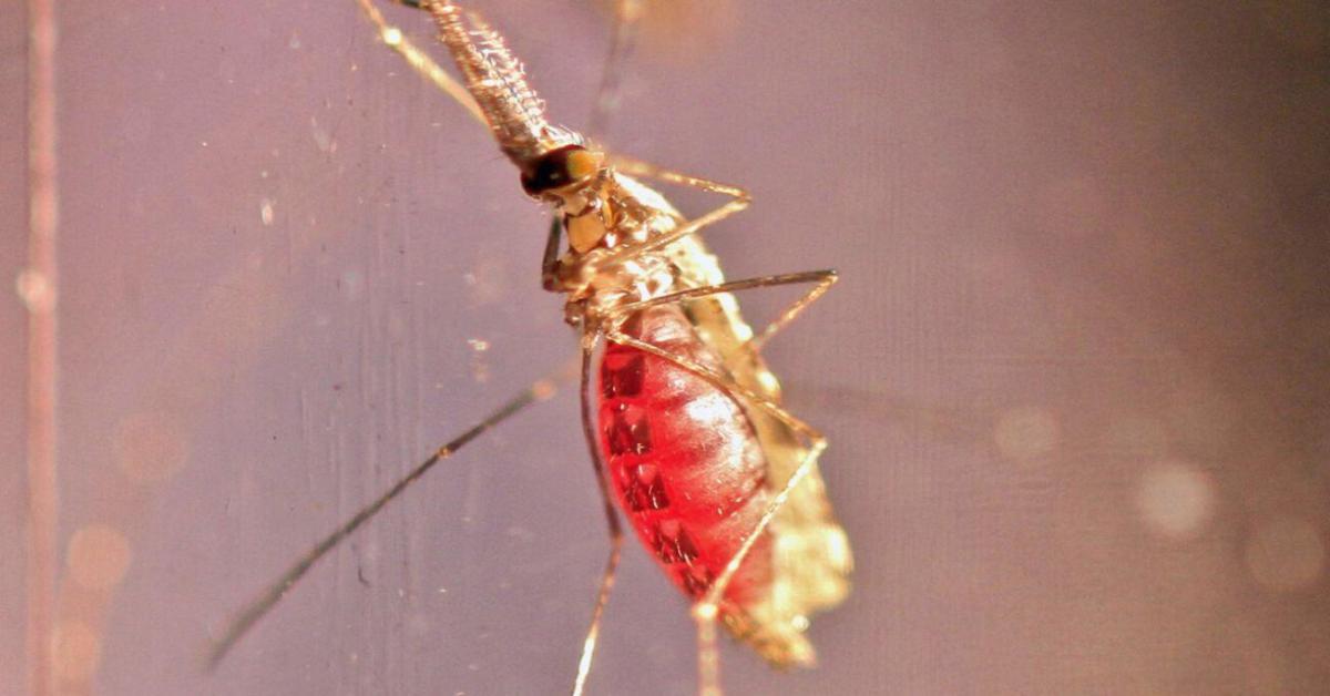 malaria zanzara