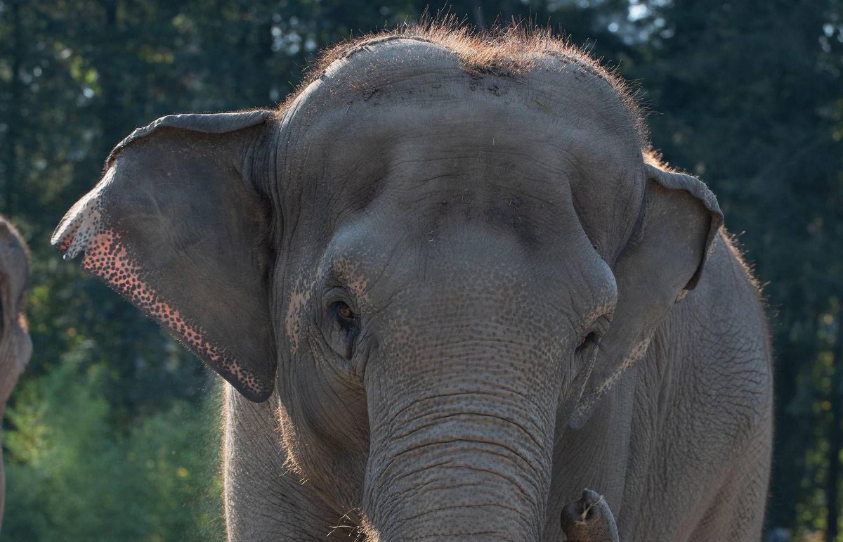 India, Assam: treno investe una mandria di elefanti: otto animali morti nello scontro India, Assam: treno investe una mandria di elefanti: otto animali morti nello scontro