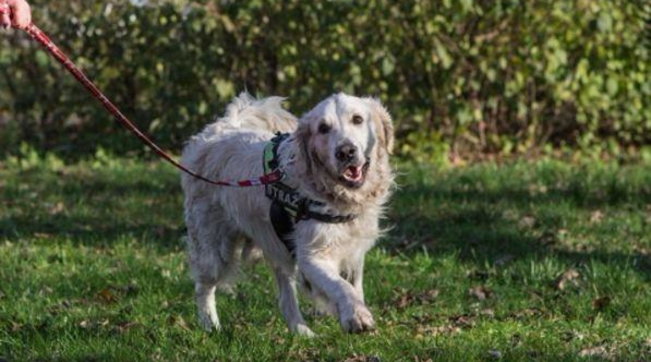 Asti, per traslocare trascura i suoi cani: ora uno è morto!