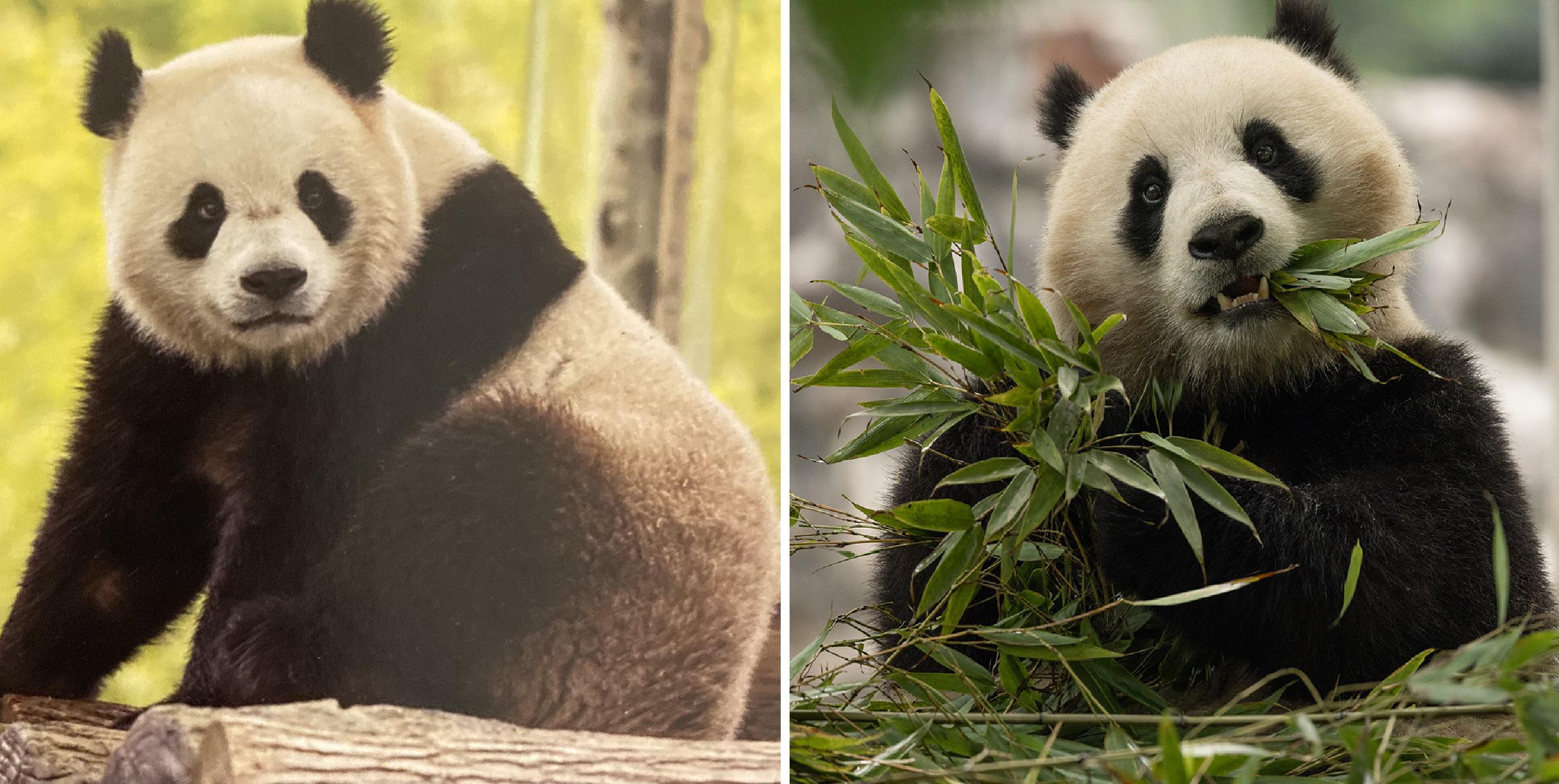 La diplomazia dei panda riprende: Bao Li e Qing Bao arrivano negli Stati Uniti