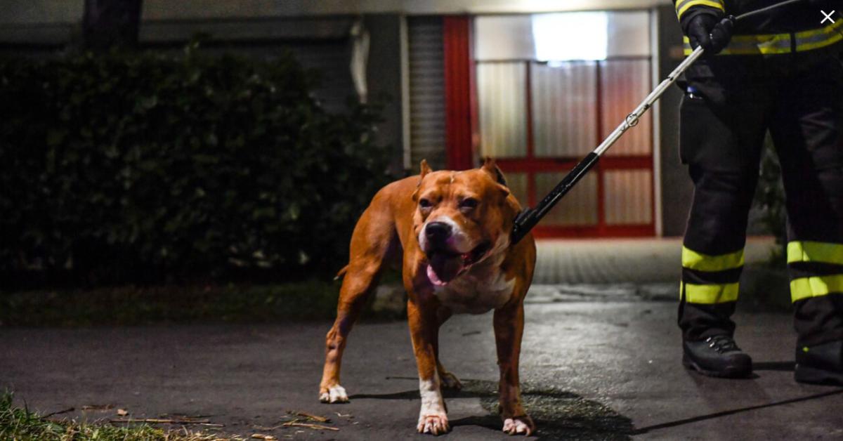 San Cataldo: Bambina di 4 Anni ferita gravemente da un Pitbull