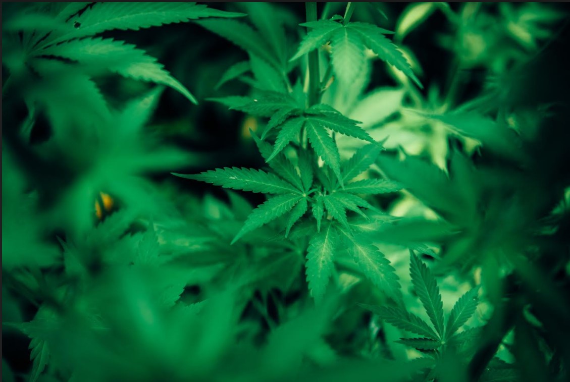 Perchè e come aprire un e-commerce di cannabis light