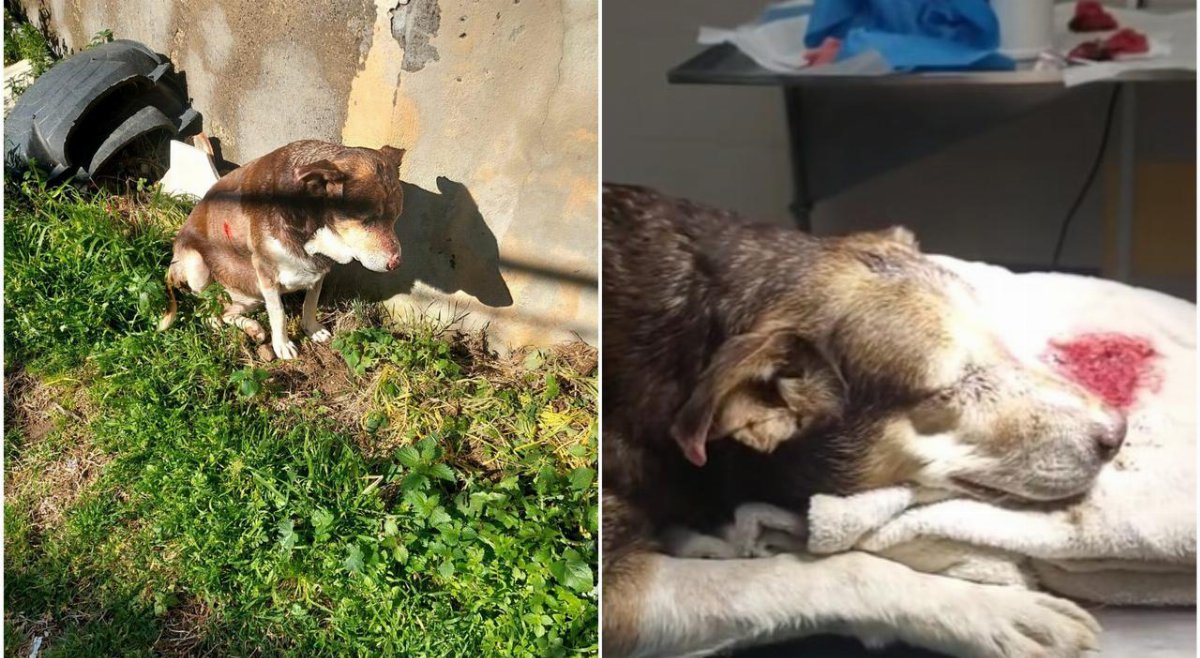 Cane legato e picchiato a Bacoli, ridotto in fin di vita: indagini e appello del sindaco