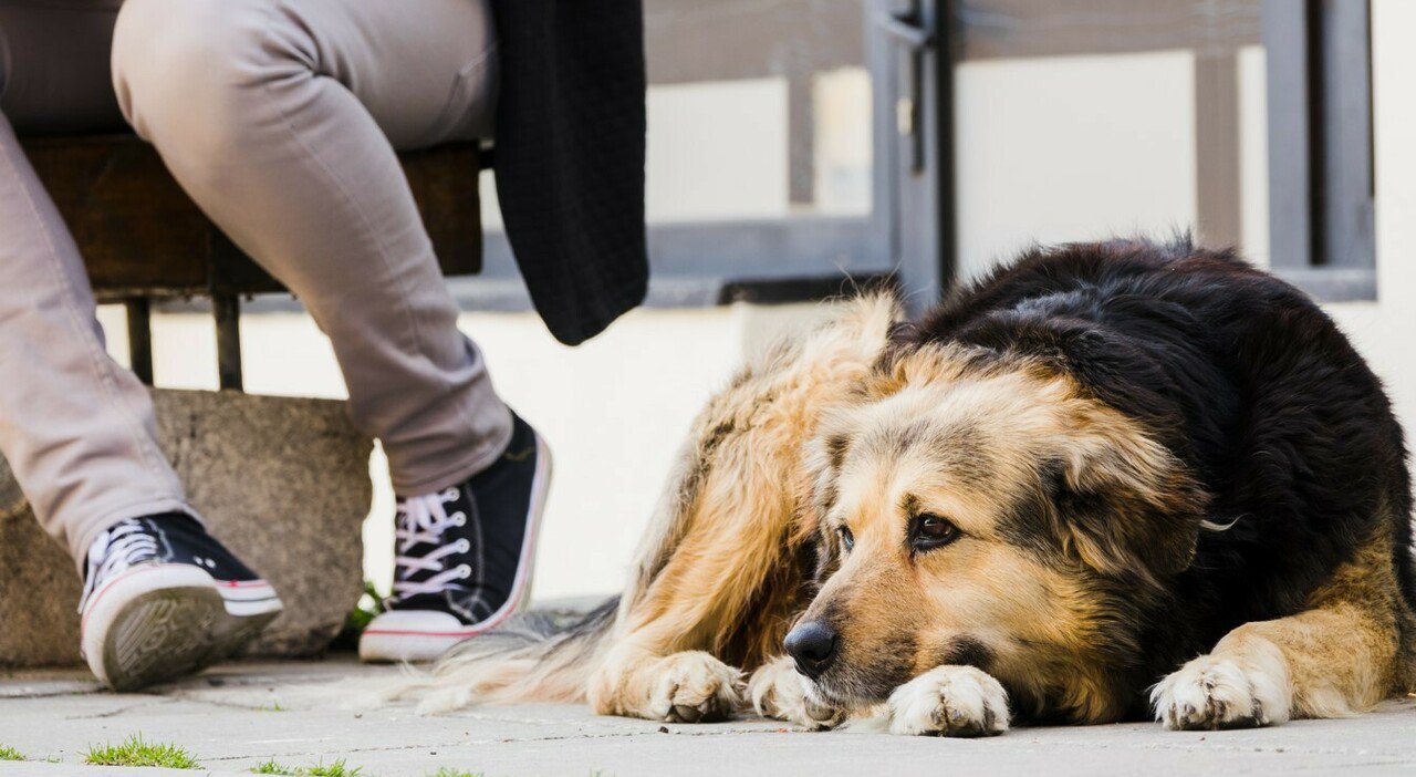 Uomo trovato morto in casa a Cerreta di Omignano, con lui solo i due cani