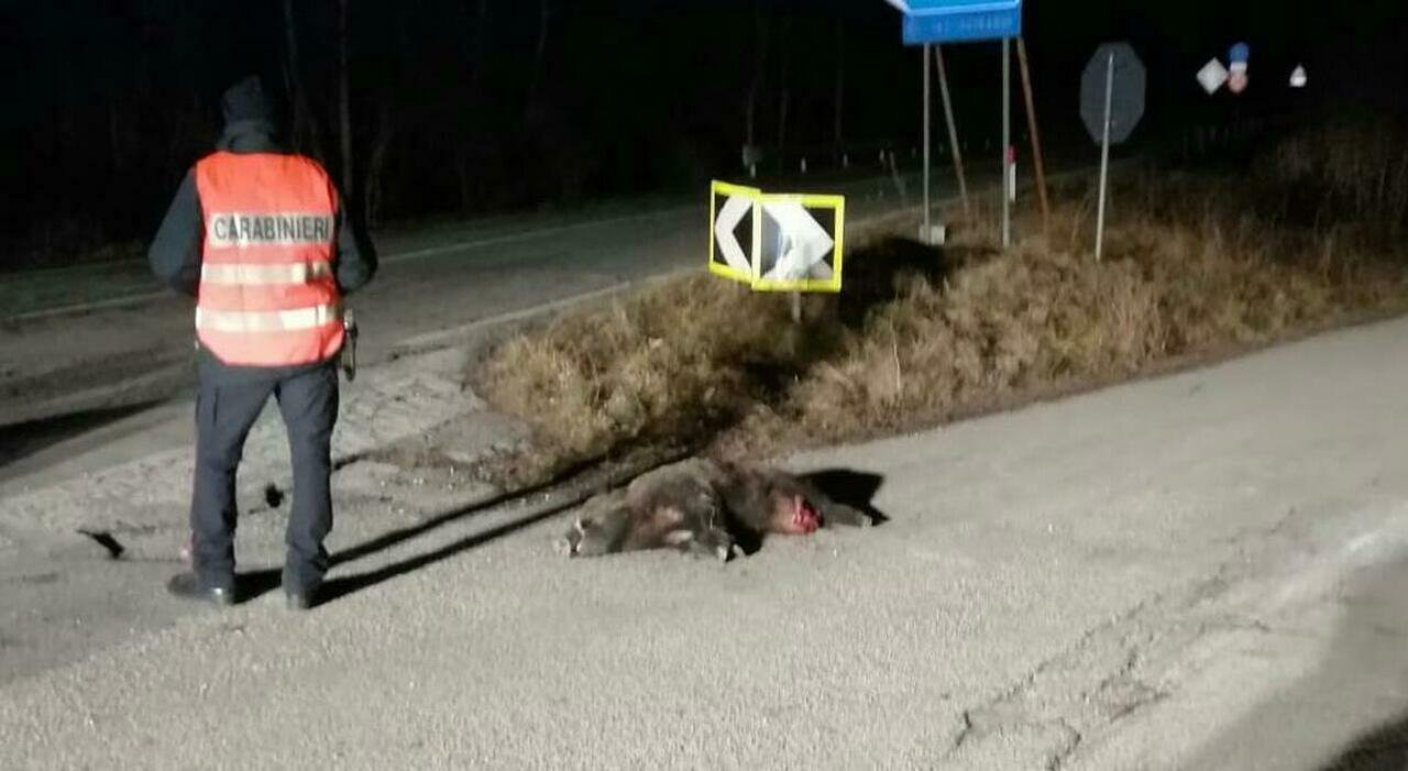 Leonardo Guddemi muore in moto a 28 anni: schianto fatale contro un cinghiale sulla provinciale