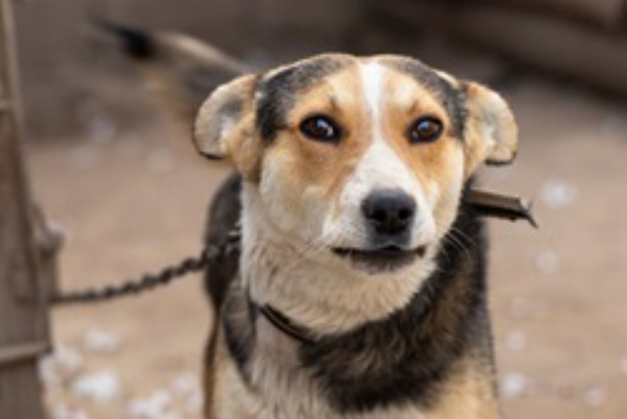 Richiedente asilo ferisce due persone e uccide un cane a Olbia