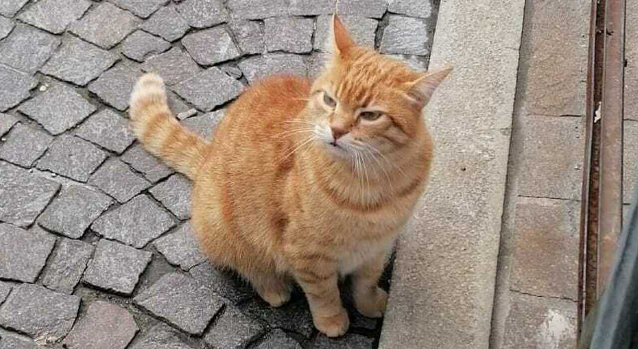Rovigo, morto il gatto Rossini investito in centro nel giorno di San Valentino Rovigo, morto il gatto Rossini investito in centro nel giorno di San Valentino