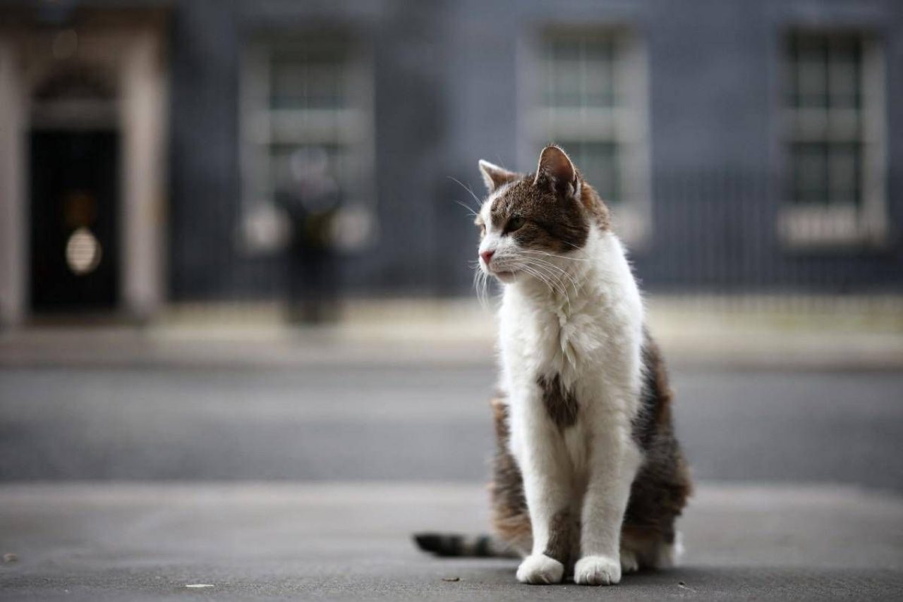 Gatto Larry, 15 anni a Downing Street tra politica e curiosità
