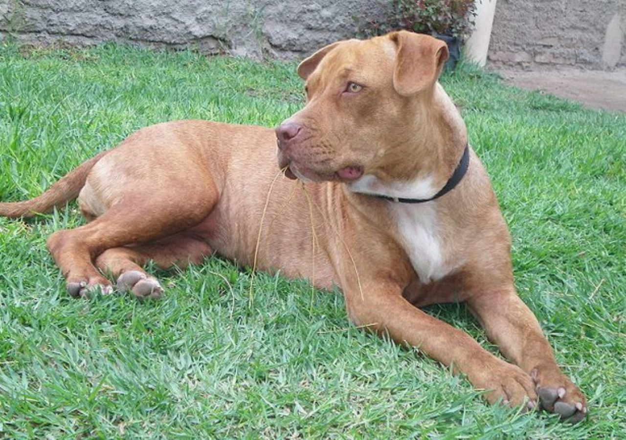 Perugia, uomo trovato morto in casa: i pitbull rimasti soli mutilano il corpo Perugia, uomo trovato morto in casa: i pitbull rimasti soli mutilano il corpo