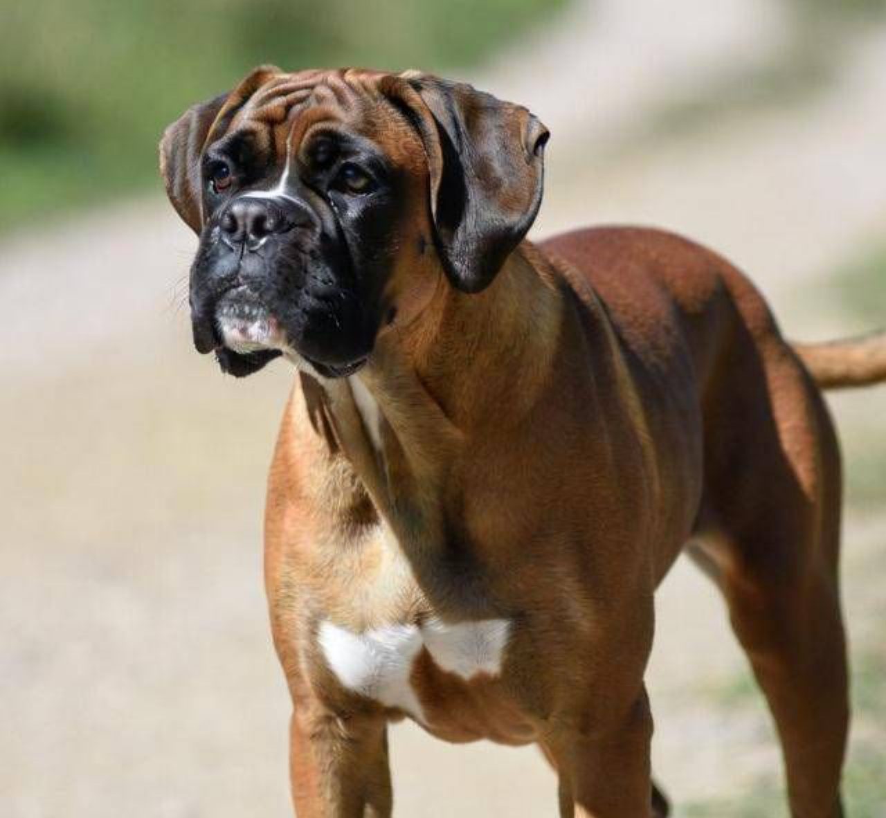 Cani e problemi respiratori, le razze più esposte secondo lo studio Cani e problemi respiratori, le razze più esposte secondo lo studio