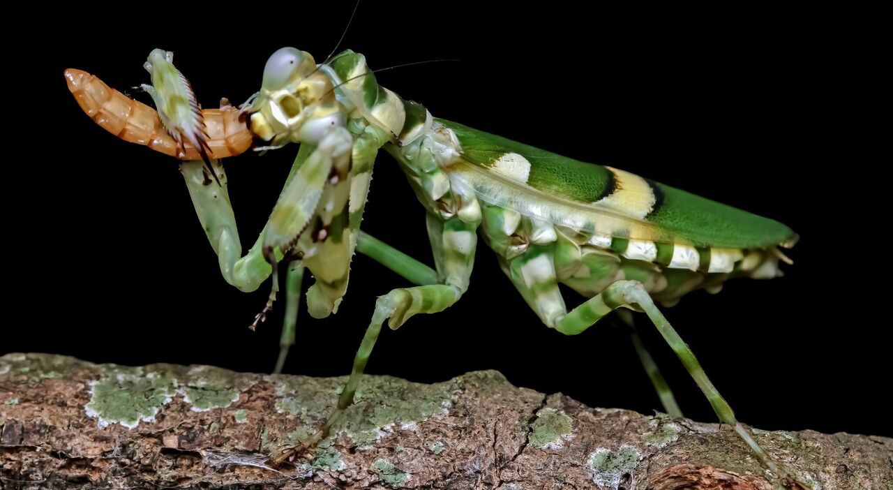 Mantidi asiatiche invasive in Italia, rischio per api e fauna locale
