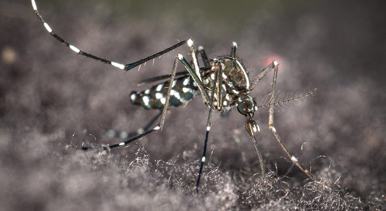 Sospetta malaria a Chioggia, bambina trasferita d