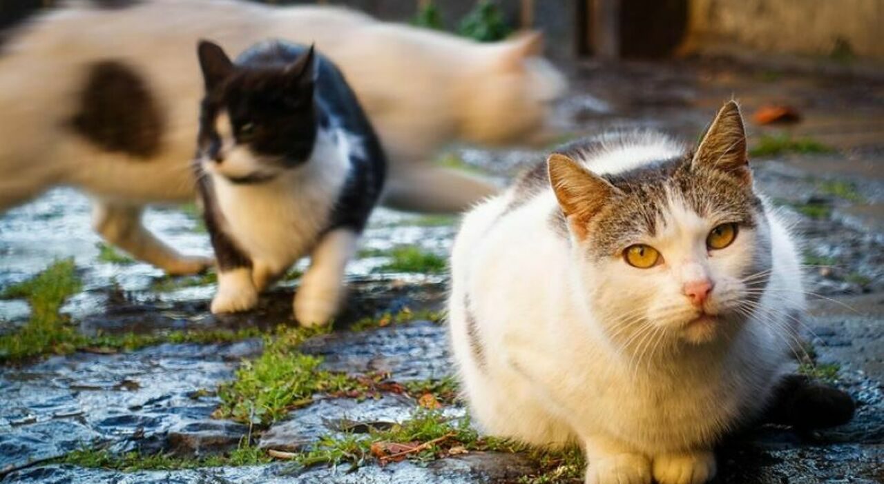Medico anestesista indagato a Brindisi per uccisioni di gatti