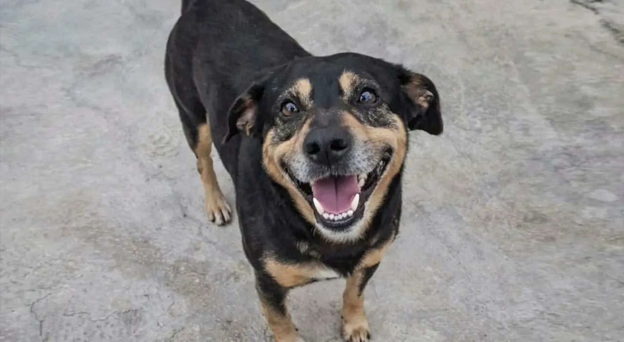 Cane segue l Cane segue l