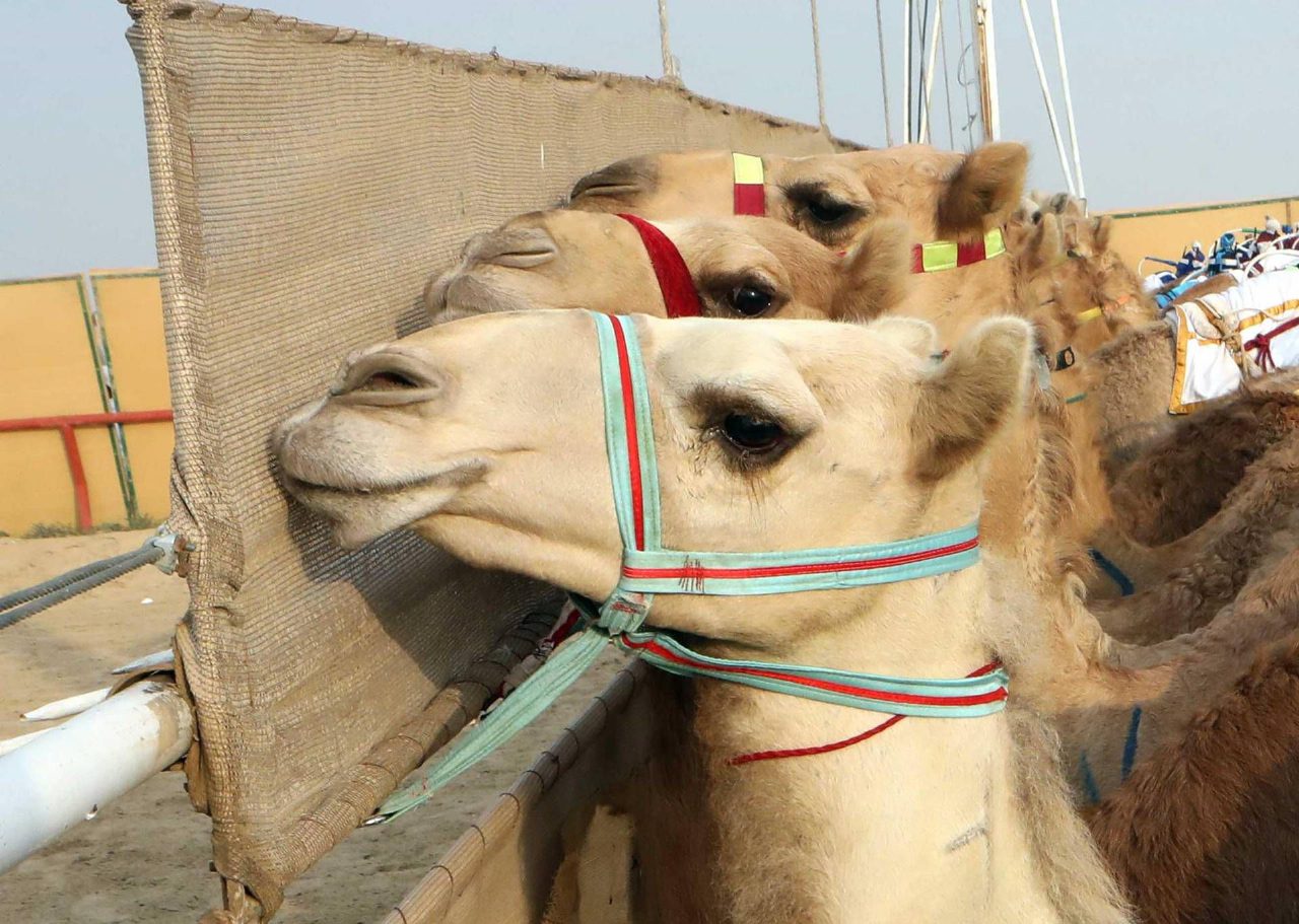 Ritocchi col botox, venti cammelli squalificati in Oman Ritocchi col botox, venti cammelli squalificati in Oman