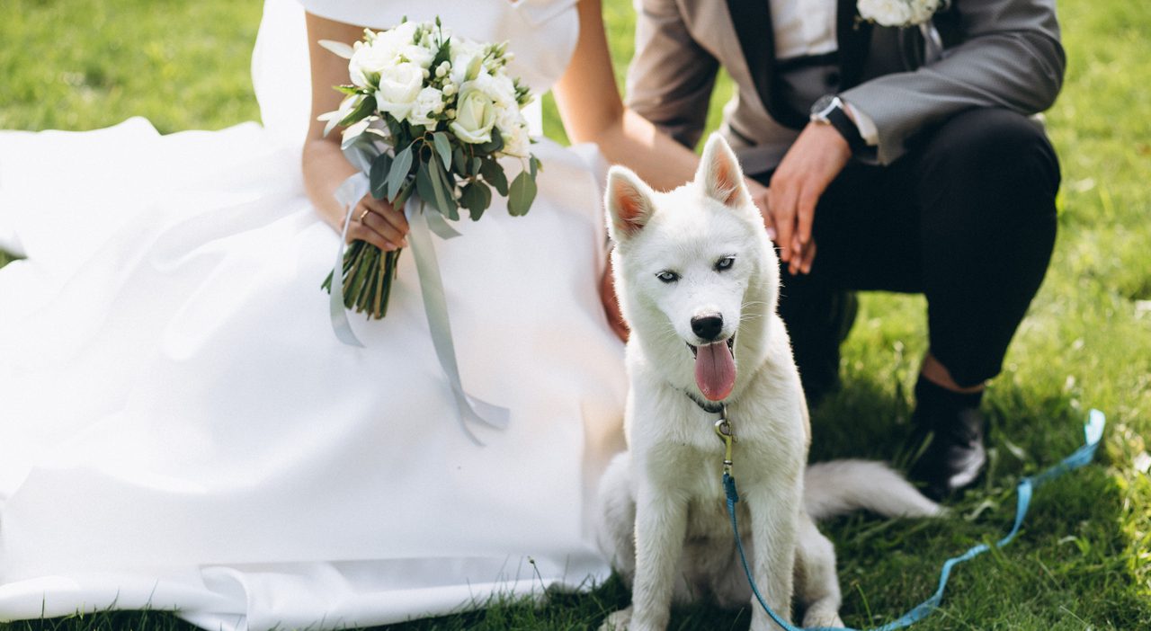 Matrimoni in chiesa, stop ai cani con le fedi: le regole del parroco a Palermo Matrimoni in chiesa, stop ai cani con le fedi: le regole del parroco a Palermo