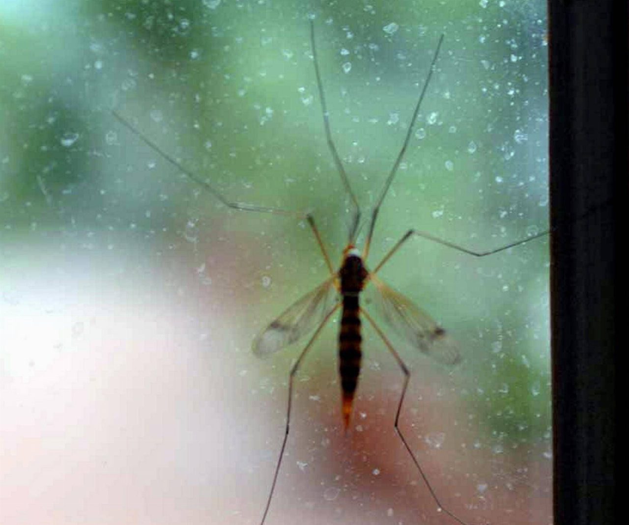 Chikungunya alle Seychelles rischio alto per i turisti europei