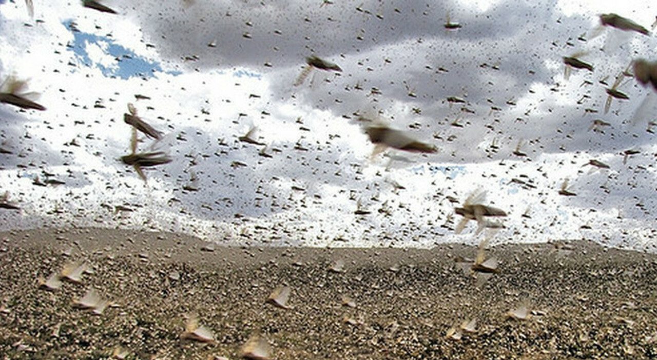 Invasione di cavallette tra Marocco e Sahara, piogge eccezionali favoriscono nuovi sciami Invasione di cavallette tra Marocco e Sahara, piogge eccezionali favoriscono nuovi sciami