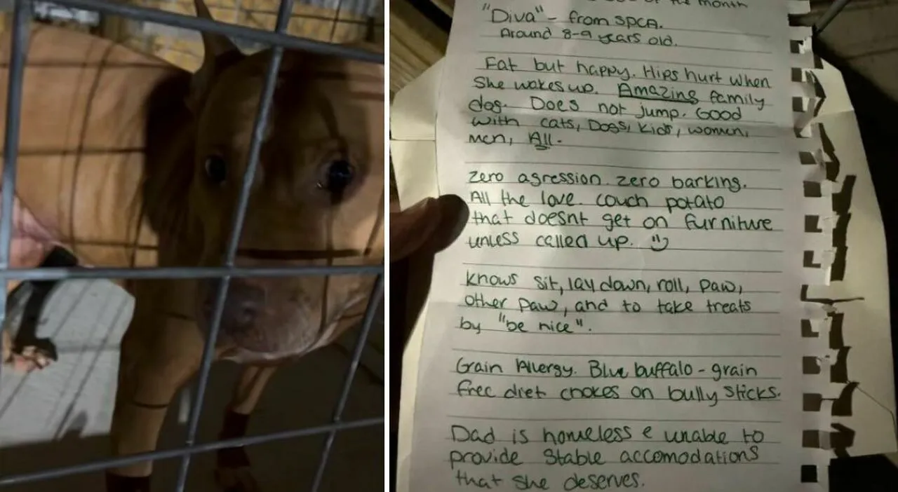 Diva lasciata al rifugio con una lettera, il padrone senza casa non può più tenerla