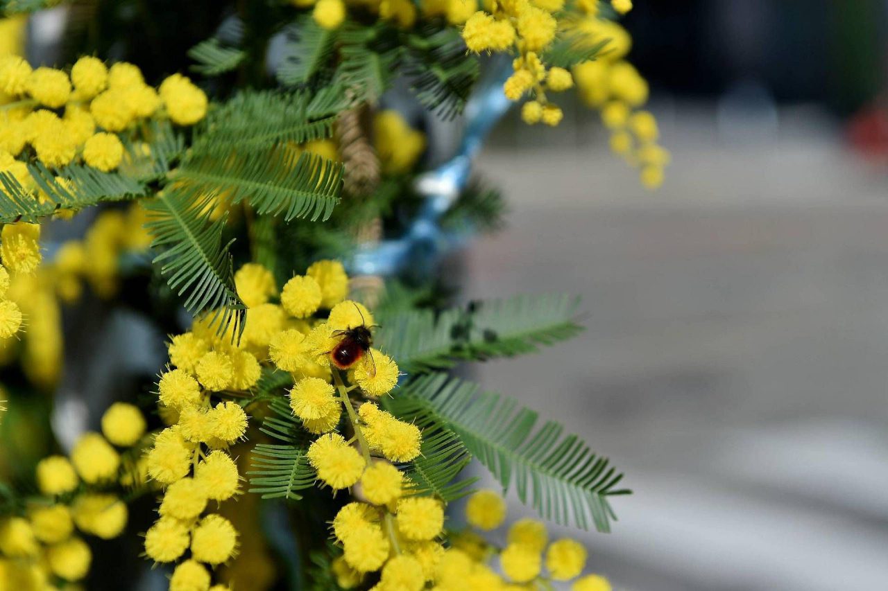 8 marzo e mimosa, origine e significato del fiore simbolo della festa della donna