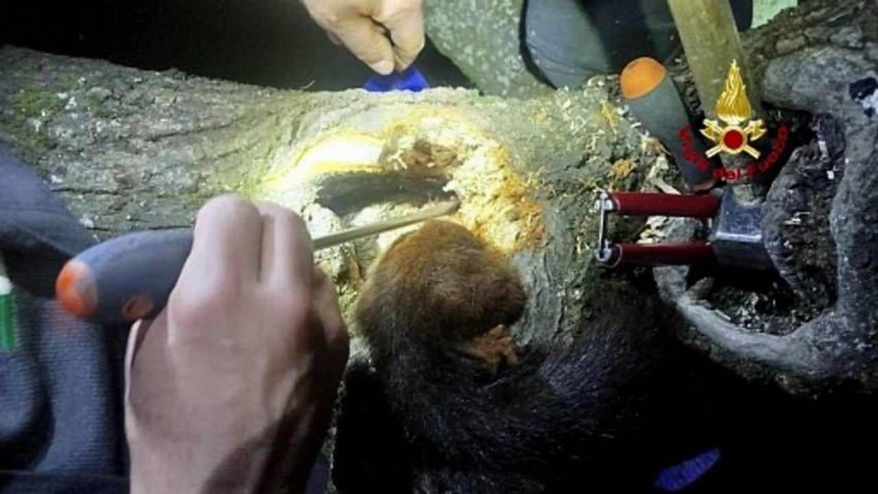 Firenze, scoiattolo incastrato in un albero salvato dai vigili del fuoco
