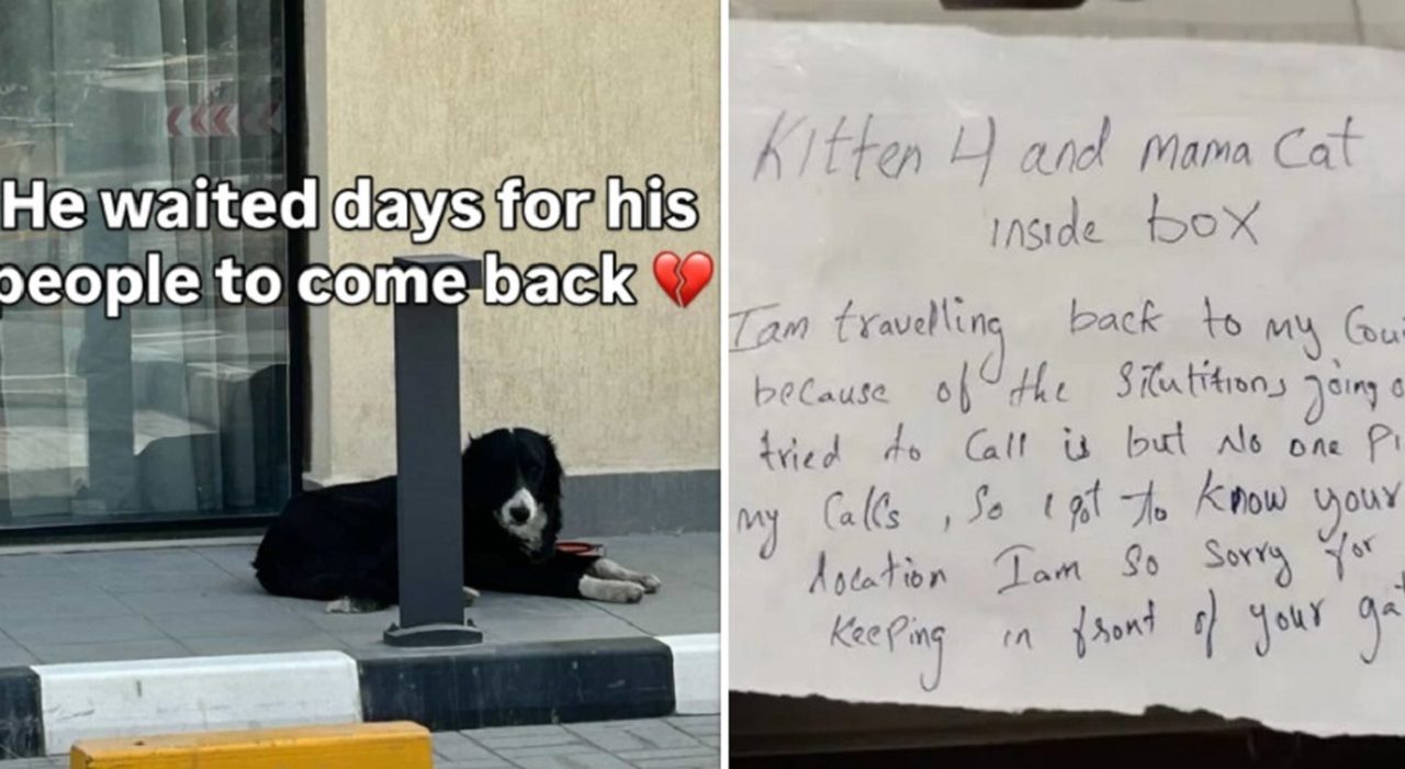 Dubai, animali domestici abbandonati mentre gli espatriati fuggono dagli Emirati