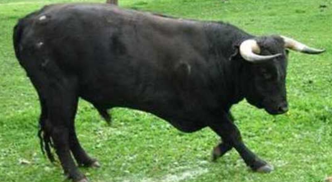 Uomo incornato da un toro a Crispiano muore in ospedale dopo ore di agonia