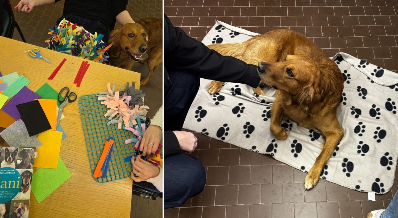 Raudy, il Golden Retriever aiuta i pazienti con disturbi alimentari Raudy, il Golden Retriever aiuta i pazienti con disturbi alimentari