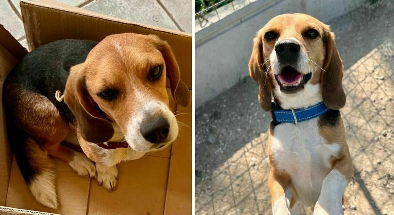 Stop ai test sui beagle a Verona, il Tar blocca la sperimentazione Aptuit