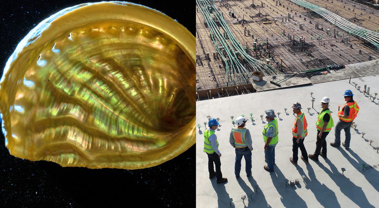Cemento più resistente grazie alla madreperla, la scoperta che cambia le costruzioni