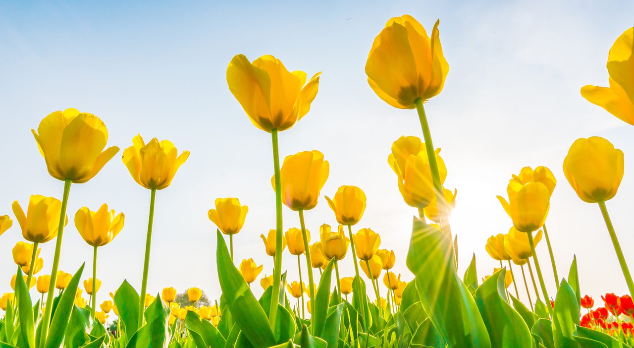 Primavera 2026 al via il 20 marzo, perché non cade il 21