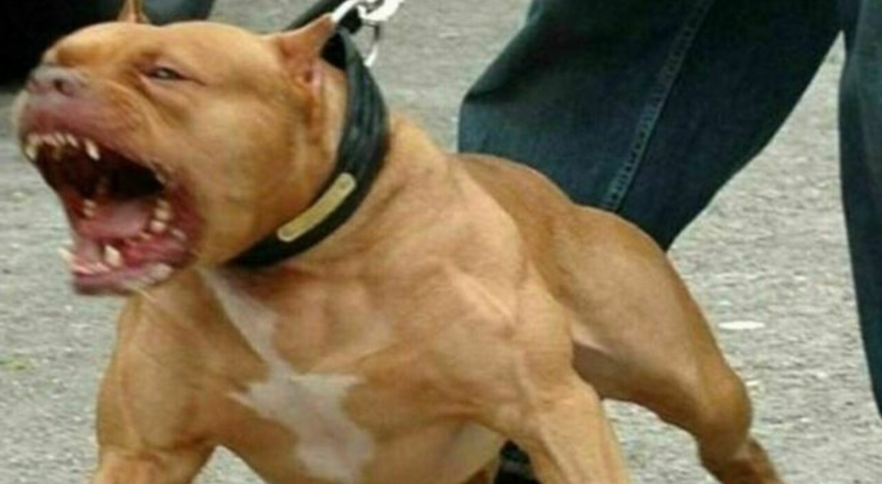 Bambina ferita da pitbull ad Acquaviva delle Fonti, operata al Policlinico di Bari