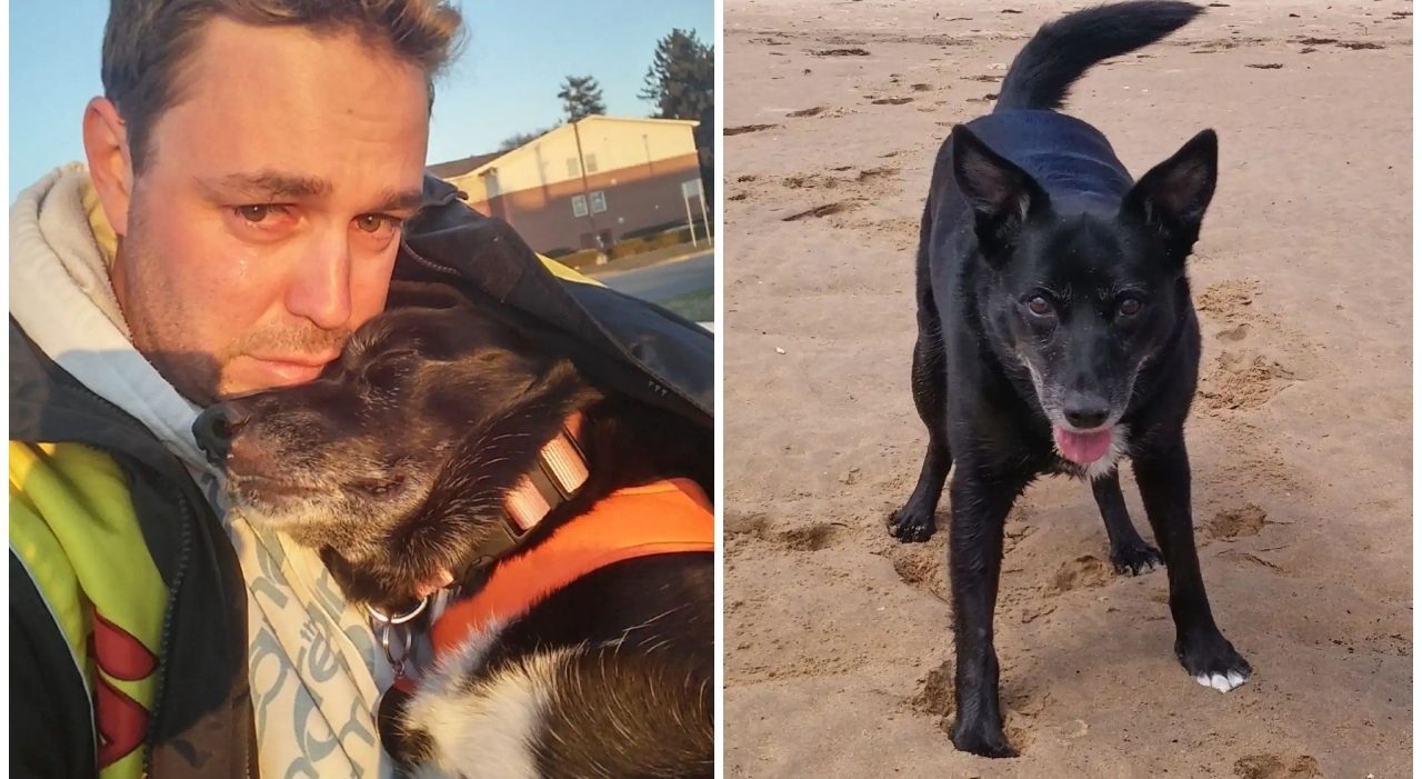 Cane congelato dopo il cancro, il viaggio di Dale per non dire addio