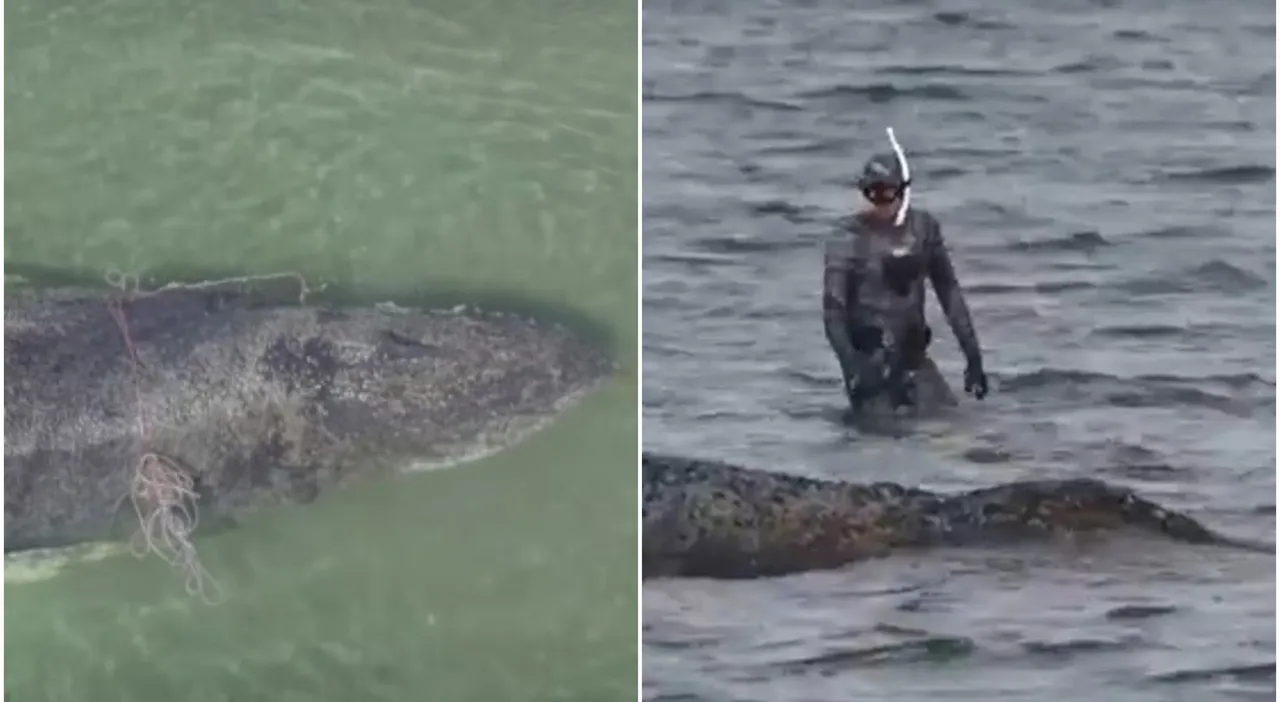 Megattera arenata nel Mar Baltico, condizioni critiche dopo tre episodi